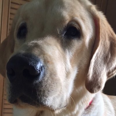 mayurjhala's profile picture