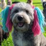 Woof The Bitch's profile picture