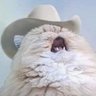 sugar paws 的头像