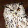 OwlyFurBall's profile picture