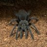 Profilbild von Arachnophile