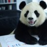 panda🐼💹 的头像