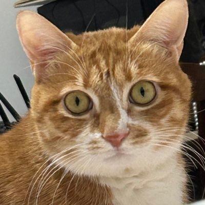 chnyy23410's profile picture