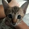 anying profil fotoğrafı