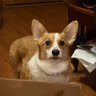 Corgimom68 profil fotoğrafı