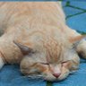 Фото профиля Lazy Cat