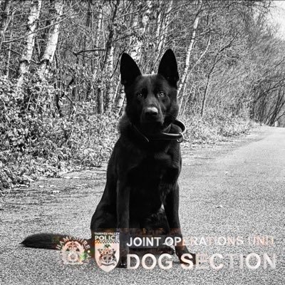 HantsTVPolDogs's profile picture