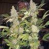 Фото профиля Chris V