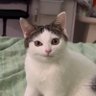 troglodita calix 😼 profil fotoğrafı