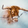 Profilbild von Bay Area Longhorn
