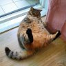 Profilbild von Mega Chonker