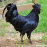 Фото профиля Olimpo