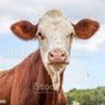 groooo profil fotoğrafı