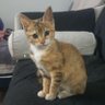El GATO 的头像