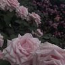 ❤︎'s profile picture