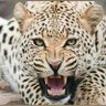 Profilbild von jeannot matondo