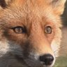 Der Fuchs🦊 的头像