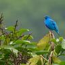 Blue Chatterer's profile picture