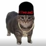 Фото профиля UIA Cat