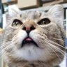 Фото профиля ねこฅ^•ω•^ฅにゃーさんロスのラスボスw