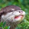 カワウソエクスプレス 的头像