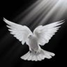 Фото профиля PALOMA🕊️