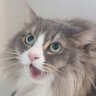 早紀@猫をすこれᓚᘏᗢ's profile picture
