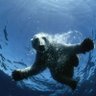 118yo Polar Bear Roaming the Arctic Since 1917 profil fotoğrafı
