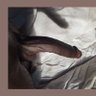 Sexual Dick's profile picture