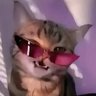 RapierSchloss 85's profile picture