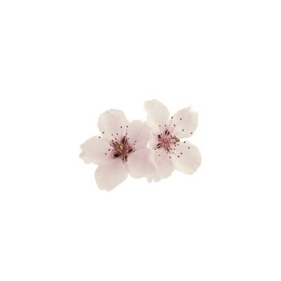 han yujin & leeseo's profile picture