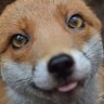Dickiess profil fotoğrafı