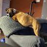 Baronessboxerdogmom's profile picture