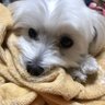 犬の人 profil fotoğrafı