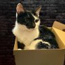 Cat in a Box's profile picture