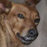 Profilbild von Juniorvisck