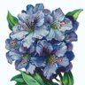 Hydrangea's profile picture