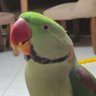 saeid profil fotoğrafı