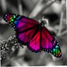 Фото профиля Butterfly