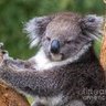 Фото профиля Koalabear