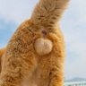 おちニャン 的头像