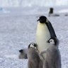 Profilbild von ペンギン