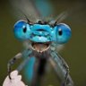 Hugsdragonfly's profile picture