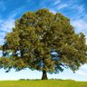 Shady Oak Tree 的头像