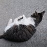 山ねこ 的头像