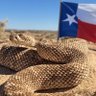 Texas-Shiner profil fotoğrafı