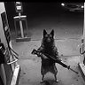 Profilbild von Agent dawg