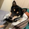 ばやしぃぃぃ profil fotoğrafı