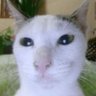 Aldo¿ profil fotoğrafı