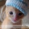 Фото профиля Kitty